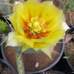 Opuntia macrorhiza,  Wicket, TX