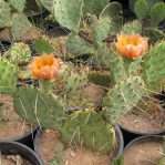 Opuntia macrorhiza,  Wicket, TX