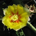 Opuntia macrorhiza,  Wicket, TX