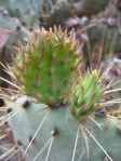 Opuntia martiniana, greater area, north end of Hualapai Mts, AZ