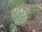 Opuntia martiniana, greater area, north end of Hualapai Mts, AZ