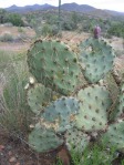 Opuntia martiniana, greater area, north end of Hualapai Mts, AZ