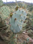 Opuntia martiniana, greater area, north end of Hualapai Mts, AZ