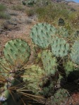 Opuntia martiniana, greater area, north end of Hualapai Mts, AZ