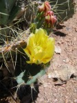 Opuntia martiniana, greater area, north end of Hualapai Mts, AZ