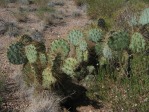 Opuntia martiniana, greater area, north end of Hualapai Mts, AZ