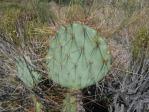 Opuntia martiniana, greater area, north end of Hualapai Mts, AZ