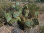 Opuntia martiniana, greater area, north end of Hualapai Mts, AZ