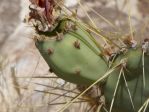 Opuntia martiniana, green fruit, Nancy Hussey, AZ