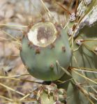 Opuntia martiniana, green fruit, Nancy Hussey, AZ