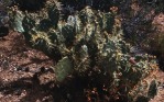 Opuntia martiniana