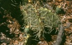 Opuntia martiniana