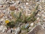 Opuntia martiniana, garden plant, Nancy Husssey