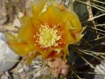 Opuntia martiniana, Nancy Hussey