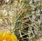 Opuntia martiniana, Nancy Hussey