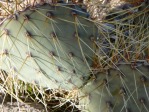 Opuntia martiniana, garden plant, Nancy Hussey