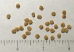 Opuntia martiniana, seeds