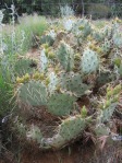 Opuntia martiniana, greater area, north end of Hualapai Mts, AZ