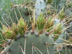 Opuntia martiniana, greater area, north end of Hualapai Mts, AZ