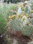 Opuntia martiniana, greater area, north end of Hualapai Mts, AZ