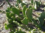 Opuntia mesacantha, Elbert County, GA, Hayes Jackson