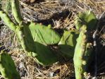 Opuntia mesacantha, Elbert County, GA, Hayes Jackson