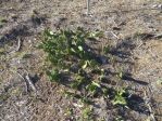 Opuntia mesacantha, Elbert County, GA, Hayes Jackson