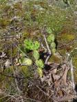 Opuntia mesacantha-like, Little River Canyon National Preserve, AL, Hayes Jackson