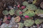 Opuntia mesacantha, Barrow County, GA, Paul Adanick