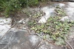 Opuntia mesacantha, Carrollton, GA, Paul Adanick