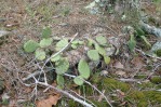 Opuntia mesacantha, Carrollton, GA, Paul Adanick