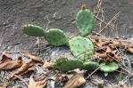 Opuntia mesacantha, Carrollton, GA, Paul Adanick