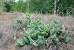 Opuntia mesacantha, Wadley, AL, Paul Adanick