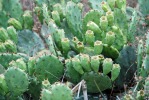 Opuntia mesacantha, Wadley, AL, Paul Adanick