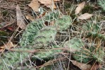 Opuntia mesacantha, Rockdale County, GA, Paul Adanick