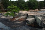 Opuntia mesacantha, habitat, Stone Mt, GA, Paul Adanick