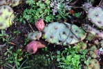 Opuntia mesacantha,Stone Mt, GA, Paul Adanick