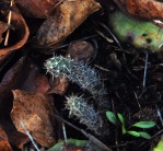 Opuntia mesacantha,Stone Mt, GA, Paul Adanick