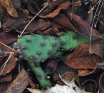 Opuntia mesacantha,Stone Mt, GA, Paul Adanick