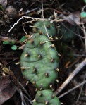 Opuntia mesacantha,Stone Mt, GA, Paul Adanick