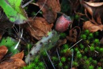 Opuntia mesacantha,Stone Mt, GA, Paul Adanick