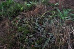 Opuntia mesacantha,Stone Mt, GA, Paul Adanick