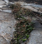 Opuntia mesacantha,Stone Mt, GA, Paul Adanick