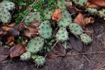 Opuntia mesacantha,Stone Mt, GA, Paul Adanick