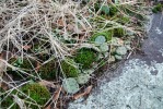 Opuntia mesacantha,Stone Mt, GA, Paul Adanick