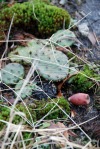 Opuntia mesacantha,Stone Mt, GA, Paul Adanick