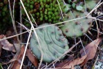 Opuntia mesacantha,Stone Mt, GA, Paul Adanick