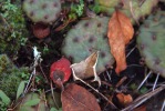 Opuntia mesacantha,Stone Mt, GA, Paul Adanick