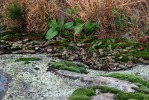 Opuntia mesacantha,Stone Mt, GA, Paul Adanick