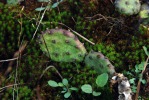 Opuntia mesacantha,Stone Mt, GA, Paul Adanick